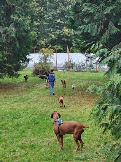 Dog day care in Tulalip Washington Doggy Woods Retreat 1