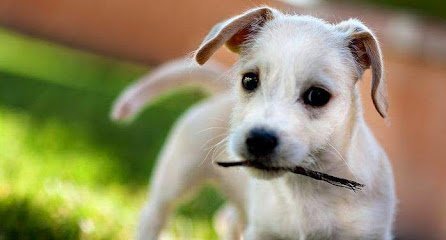 Dog day care in University Place Washington Dinky Dogs Daycare 1