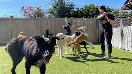 Dog day care in Vancouver Washington A Dogs Best Friend Doggy Daycare Training 1