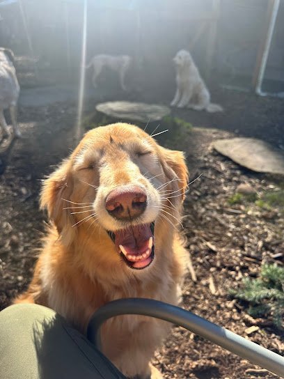 Dog day care in Vancouver Washington Camp Good Puppy 1