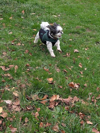 Dog day care in Vancouver Washington Happy Puppy Park 1