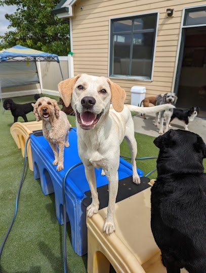 Dog day care in Vancouver Washington Mountain View Play and Stay 1