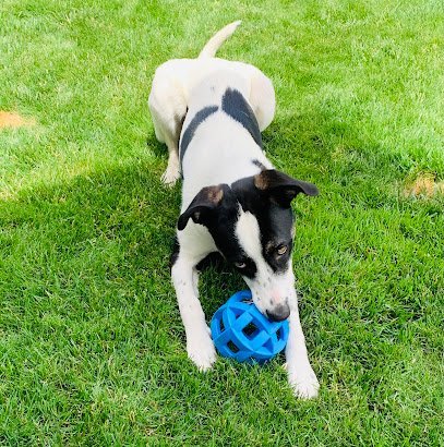 Dog day care in Vancouver Washington Wet Noses Wagging Tails 1