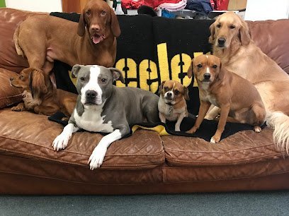 Dog day care in Verona Pennsylvania Etta s Blvd Dog Daycare 1