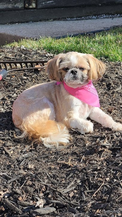 Dog day care in Verona Pennsylvania R J s Groom Room and Bow Wow Meow Pet Resort 1