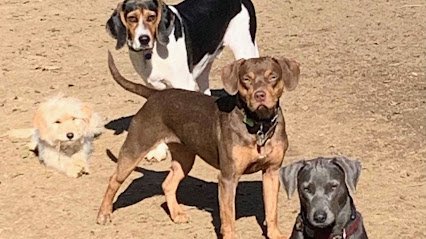 Dog day care in Vienna Virginia Canine Comforts 1