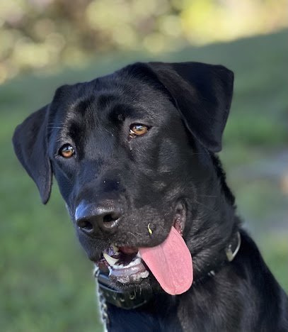 Dog day care in Vienna Virginia Hunter Mill Retrievers LLC 1