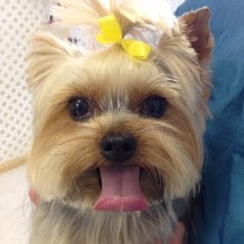 Dog day care in Virginia Beach Virginia Canine Cloud 9 1