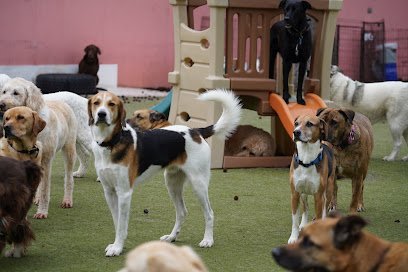 Dog day care in Virginia Beach Virginia Great Neck Doggie Day Care 1