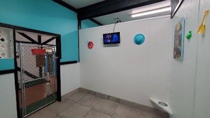 Dog day care in Virginia Beach Virginia Holly Ridge Manor Canine Country Club 1