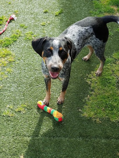 Dog day care in Virginia Beach Virginia Hope Springs Veterinary at Pembroke 1