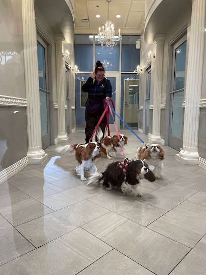 Dog day care in Virginia Beach Virginia K9 Resorts Luxury Pet Hotel Virginia Beach 1