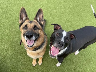 Dog day care in Virginia Beach Virginia Obedient Paws 1