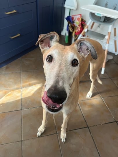 Dog day care in Virginia Beach Virginia Top Dog Walk 1