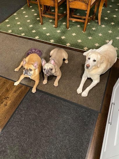 Dog day care in Wakefield Rhode Island Unleashed Day Camp 1