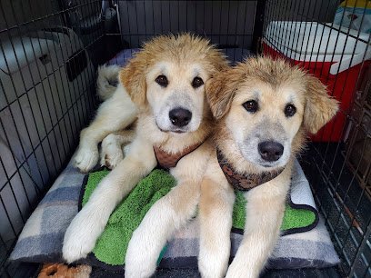 Dog day care in Walhalla South Carolina Mountain View Kennels Boarding and Daycare 1