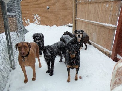 Dog day care in Warren Vermont Lucky Dog Daycare Boarding Facility 1