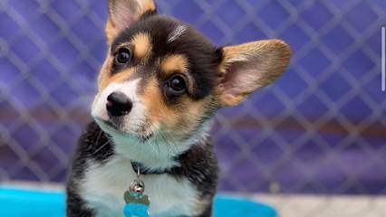 Dog day care in West Columbia South Carolina Central Bark West Columbia 1