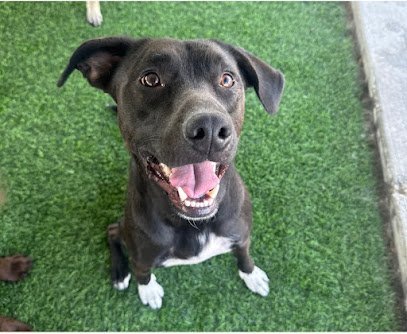 Dog day care in West Jordan Utah Dogtown Pet Spa West Jordan 1