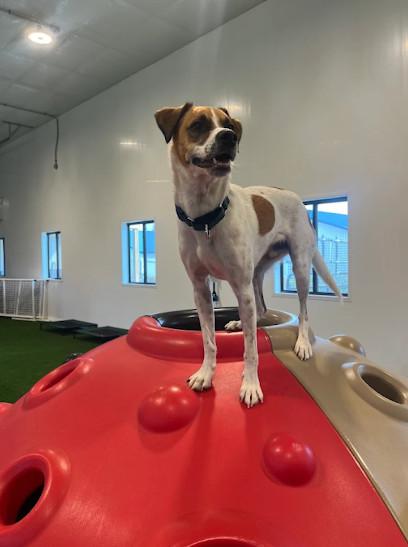 Dog day care in West Salem Wisconsin Top Dog Retreat 1