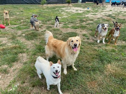 Dog day care in Westerly Rhode Island Discover Your Dog 1