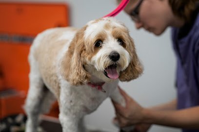 Dog day care in Wexford Pennsylvania The Dog Stop Wexford PA 1