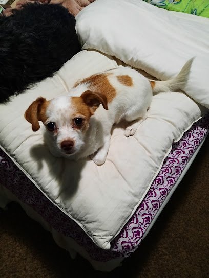 Dog day care in Willard Utah Ellie s Pet Hotel Willard 1