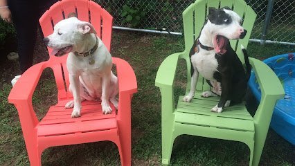 Dog day care in Williamsburg Virginia Paws Pet Resort 1