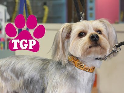 Dog day care in Williamsburg Virginia Toni s Glamour Pets 1