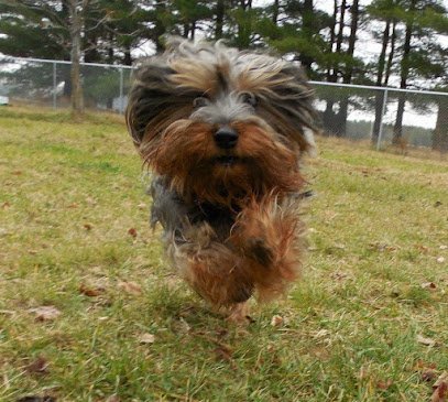 Dog day care in Wisconsin Rapids Wisconsin Dog Star Resort 1