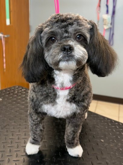 Dog day care in Wisconsin Rapids Wisconsin The Collar Club LLC 1