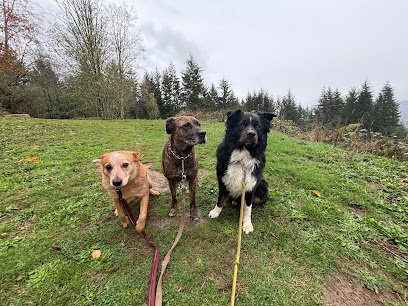 Dog day care in Woodland Washington Woodland Woof House 1