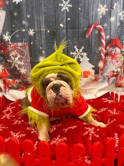 Dog day care in Woodruff South Carolina Pet Lodge Spa of Reidville 1