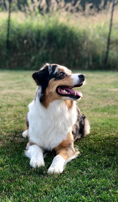 Dog day care in Yakima Washington Little Paws Pet Resort Inc 1