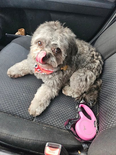 Dog day care in Yakima Washington Yakima Canine Club 1