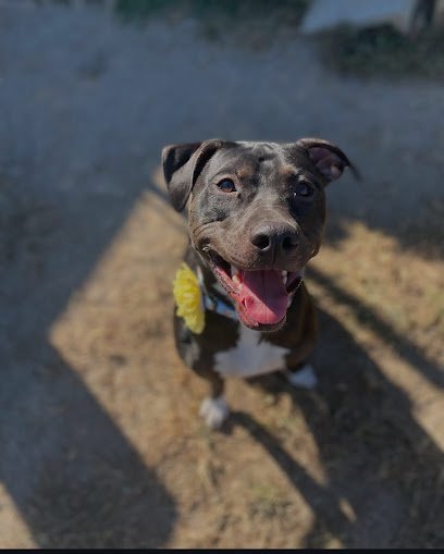 Dog day care in York South Carolina Sheba s Doggy Day Camp 1