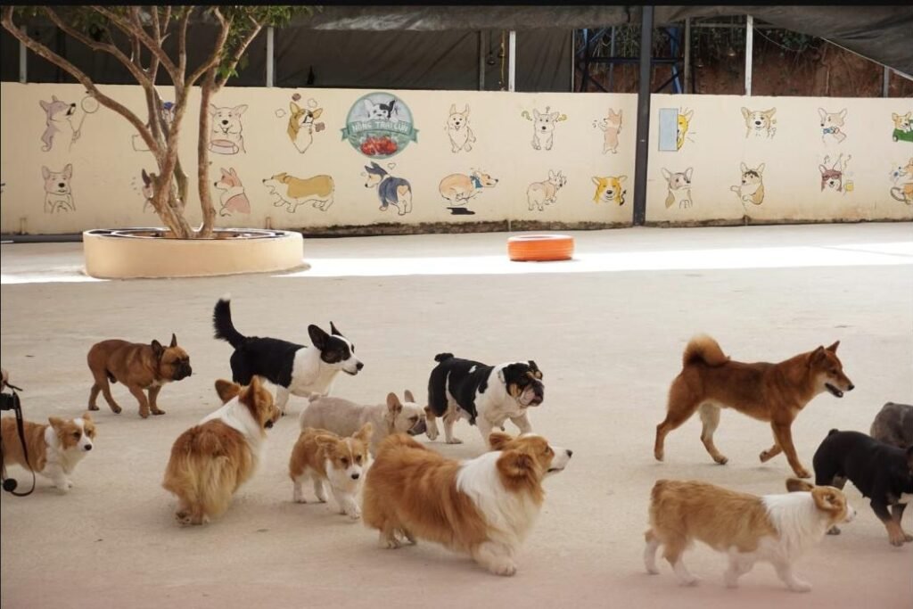 dog-daycarA diverse group of dogs playing together outdoors at a dog daycare facilitye-group-play