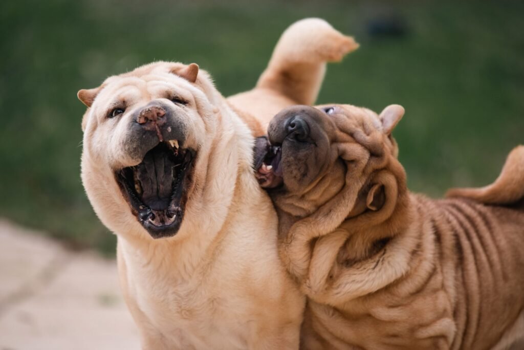 Two dogs playing together outdoors at a daycare